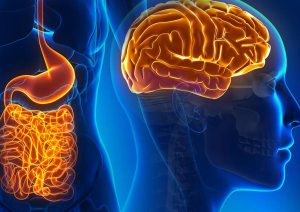 Visual representation of the human brain alongside the stomach, emphasizing the relationship between nutrition and the gut-brain connection.